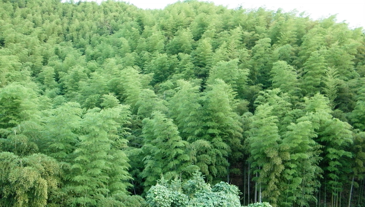 Bamboo Growing Season