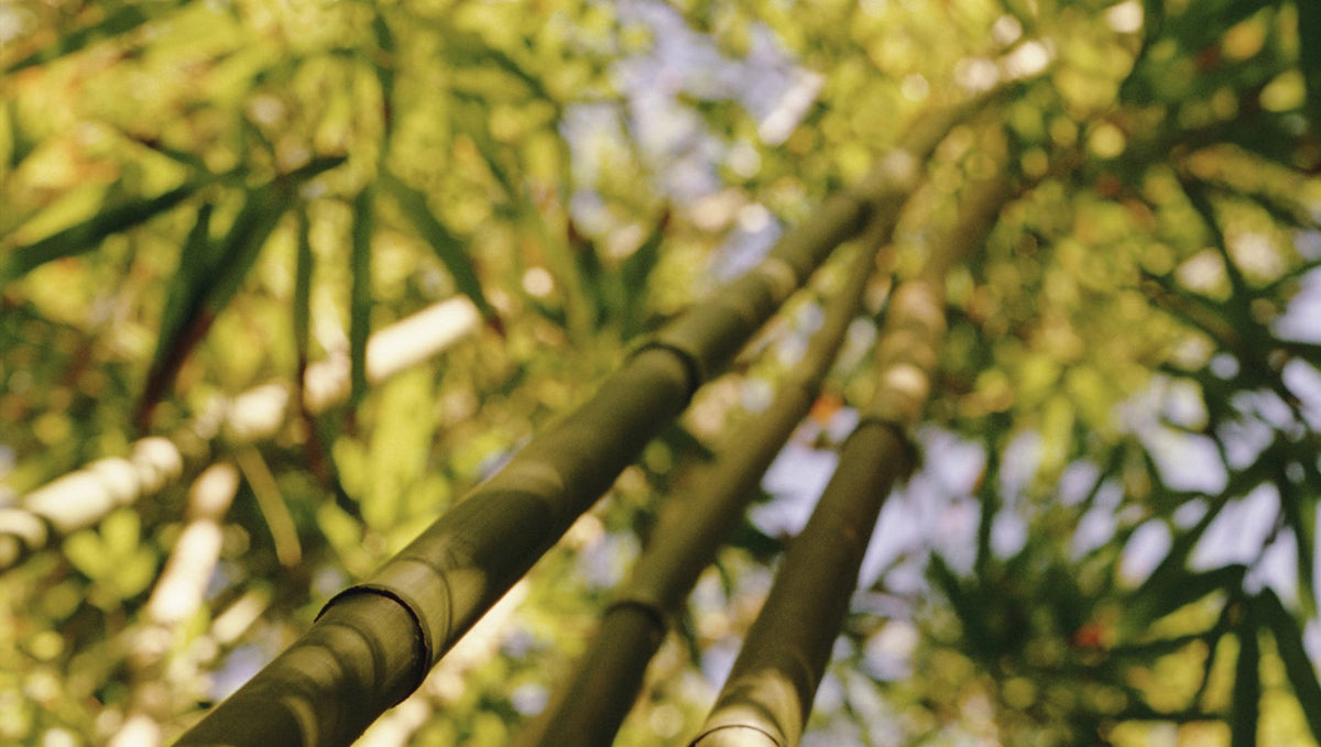 Bamboo: Grows Fast, Installs Fast, Lasts Forever 