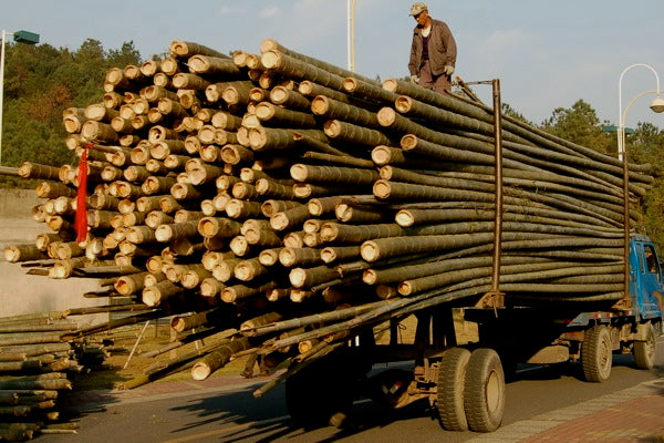 Superior Bamboo Makes Superior Floor