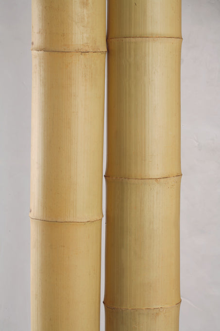 Bamboo Growing Season